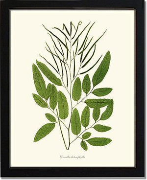 Ceratodactylis osmundioides Botanical Wall Art Print-Charting Nature