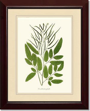 Ceratodactylis osmundioides Botanical Wall Art Print-Charting Nature