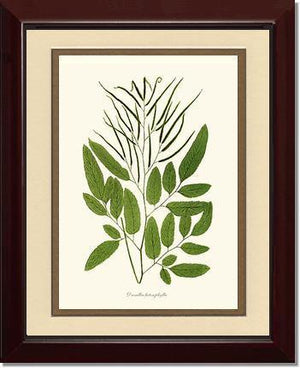 Ceratodactylis osmundioides Botanical Wall Art Print-Charting Nature