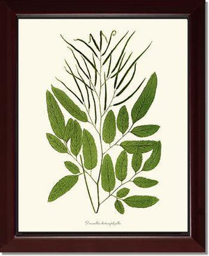 Ceratodactylis osmundioides Botanical Wall Art Print-Charting Nature