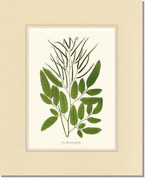 Ceratodactylis osmundioides Botanical Wall Art Print-Charting Nature