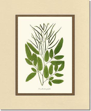 Ceratodactylis osmundioides Botanical Wall Art Print-Charting Nature