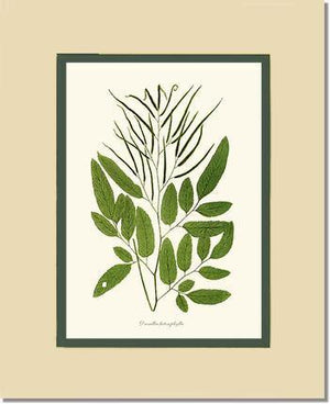 Ceratodactylis osmundioides Botanical Wall Art Print-Charting Nature