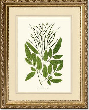 Ceratodactylis osmundioides Botanical Wall Art Print-Charting Nature