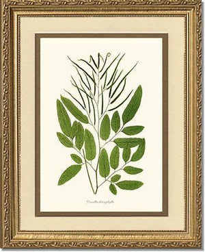 Ceratodactylis osmundioides Botanical Wall Art Print-Charting Nature