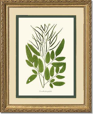 Ceratodactylis osmundioides Botanical Wall Art Print-Charting Nature