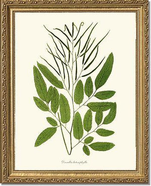 Ceratodactylis osmundioides Botanical Wall Art Print-Charting Nature