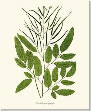 Ceratodactylis osmundioides Botanical Wall Art Print-Charting Nature