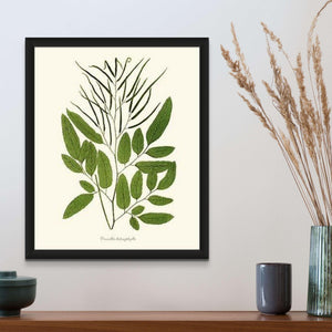 Ceratodactylis osmundioides Botanical Wall Art Print-Charting Nature