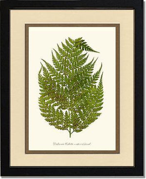 Dicksonia culcita Botanical Wall Art Print-Charting Nature