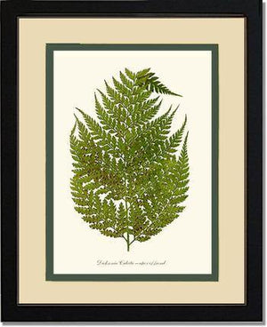 Dicksonia culcita Botanical Wall Art Print-Charting Nature