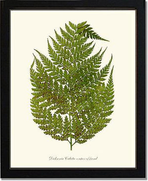 Dicksonia culcita Botanical Wall Art Print-Charting Nature