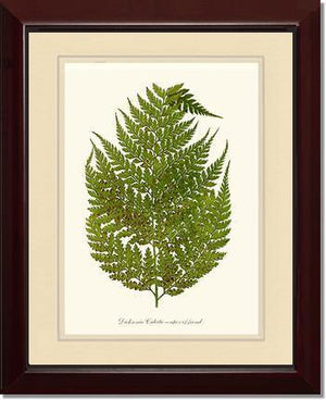 Dicksonia culcita Botanical Wall Art Print-Charting Nature