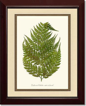 Dicksonia culcita Botanical Wall Art Print-Charting Nature