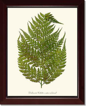 Dicksonia culcita Botanical Wall Art Print-Charting Nature