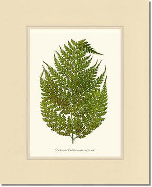 Dicksonia culcita Botanical Wall Art Print-Charting Nature