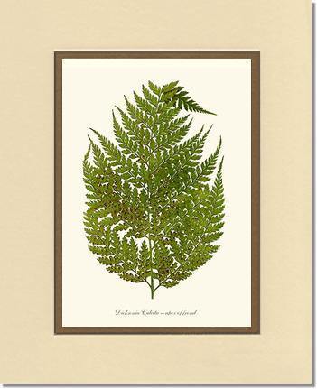 Dicksonia culcita Botanical Wall Art Print-Charting Nature