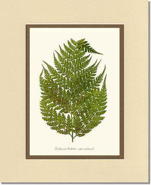 Dicksonia culcita Botanical Wall Art Print-Charting Nature