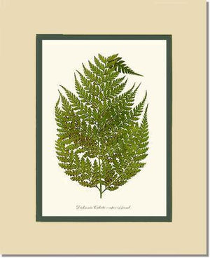 Dicksonia culcita Botanical Wall Art Print-Charting Nature