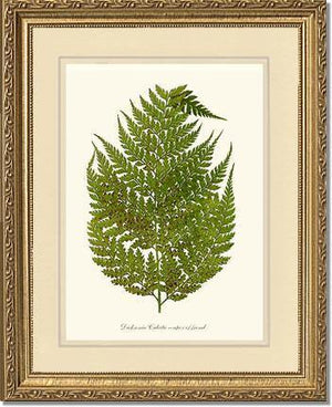 Dicksonia culcita Botanical Wall Art Print-Charting Nature