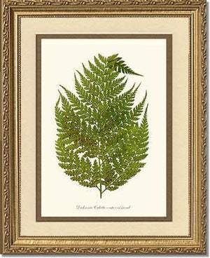 Dicksonia culcita Botanical Wall Art Print-Charting Nature