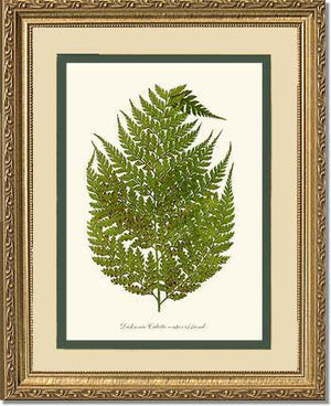 Dicksonia culcita Botanical Wall Art Print-Charting Nature