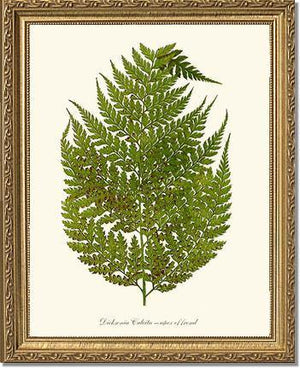 Dicksonia culcita Botanical Wall Art Print-Charting Nature