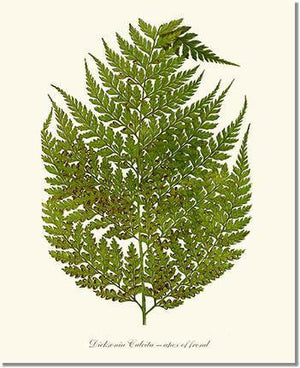 Dicksonia culcita Botanical Wall Art Print-Charting Nature