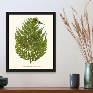 Dicksonia culcita Botanical Wall Art Print-Charting Nature