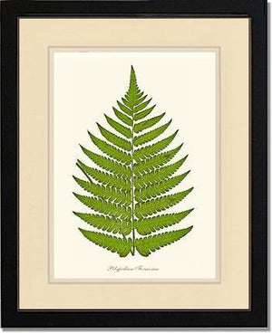 Polypodium formosum Botanical Wall Art Print-Charting Nature