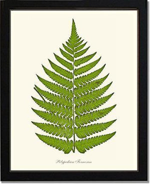 Polypodium formosum Botanical Wall Art Print-Charting Nature