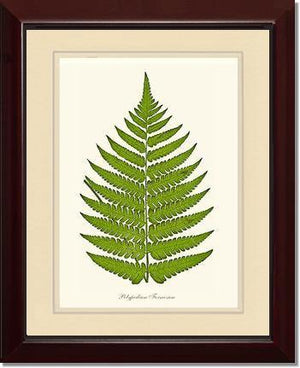 Polypodium formosum Botanical Wall Art Print-Charting Nature