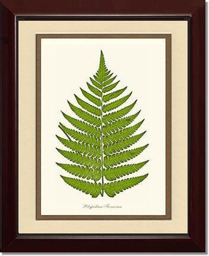 Polypodium formosum Botanical Wall Art Print-Charting Nature