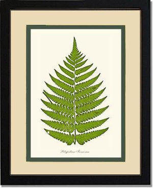 Polypodium formosum Botanical Wall Art Print-Charting Nature