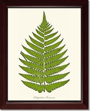Polypodium formosum Botanical Wall Art Print-Charting Nature