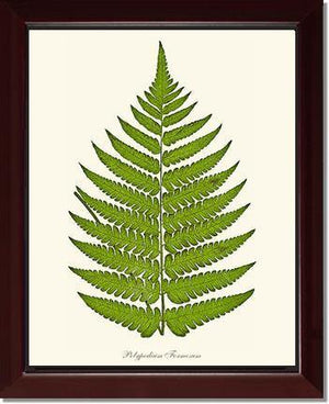 Polypodium formosum Botanical Wall Art Print-Charting Nature