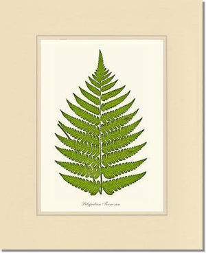 Polypodium formosum Botanical Wall Art Print-Charting Nature