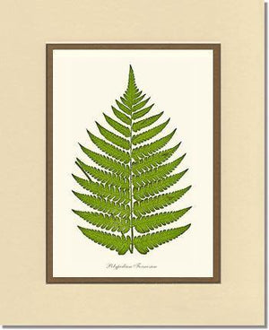 Polypodium formosum Botanical Wall Art Print-Charting Nature