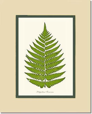 Polypodium formosum Botanical Wall Art Print-Charting Nature