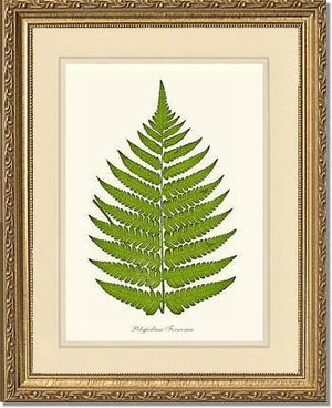 Polypodium formosum Botanical Wall Art Print-Charting Nature