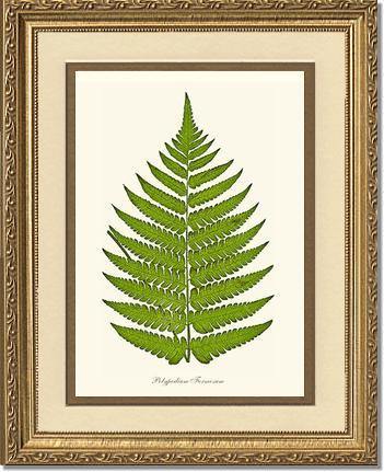 Polypodium formosum Botanical Wall Art Print-Charting Nature
