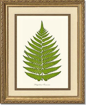 Polypodium formosum Botanical Wall Art Print-Charting Nature