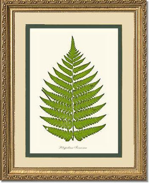 Polypodium formosum Botanical Wall Art Print-Charting Nature