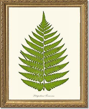 Polypodium formosum Botanical Wall Art Print-Charting Nature