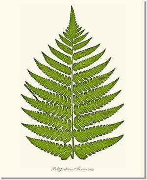 Polypodium formosum Botanical Wall Art Print-Charting Nature