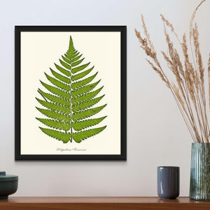 Polypodium formosum Botanical Wall Art Print-Charting Nature