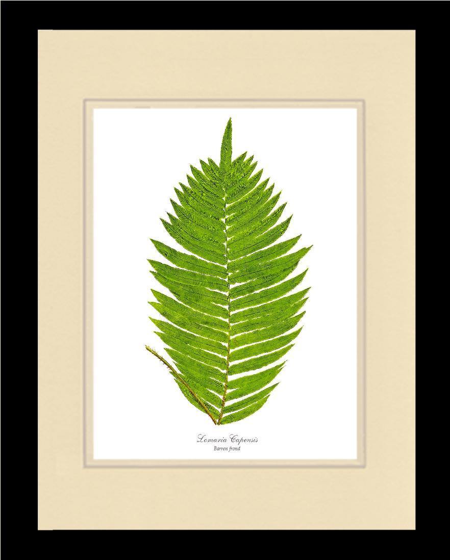 Lomaria capensis-Barren Frond Botanical Wall Art Print-Charting Nature