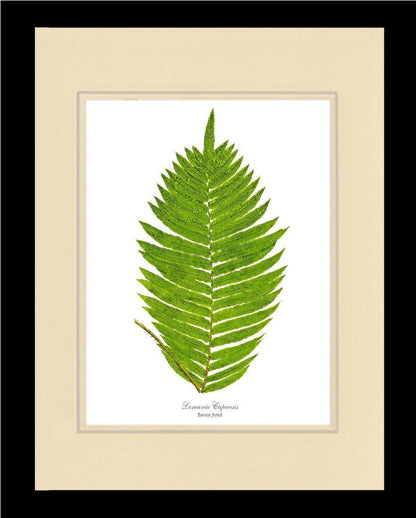 Lomaria capensis-Barren Frond Botanical Wall Art Print-Charting Nature