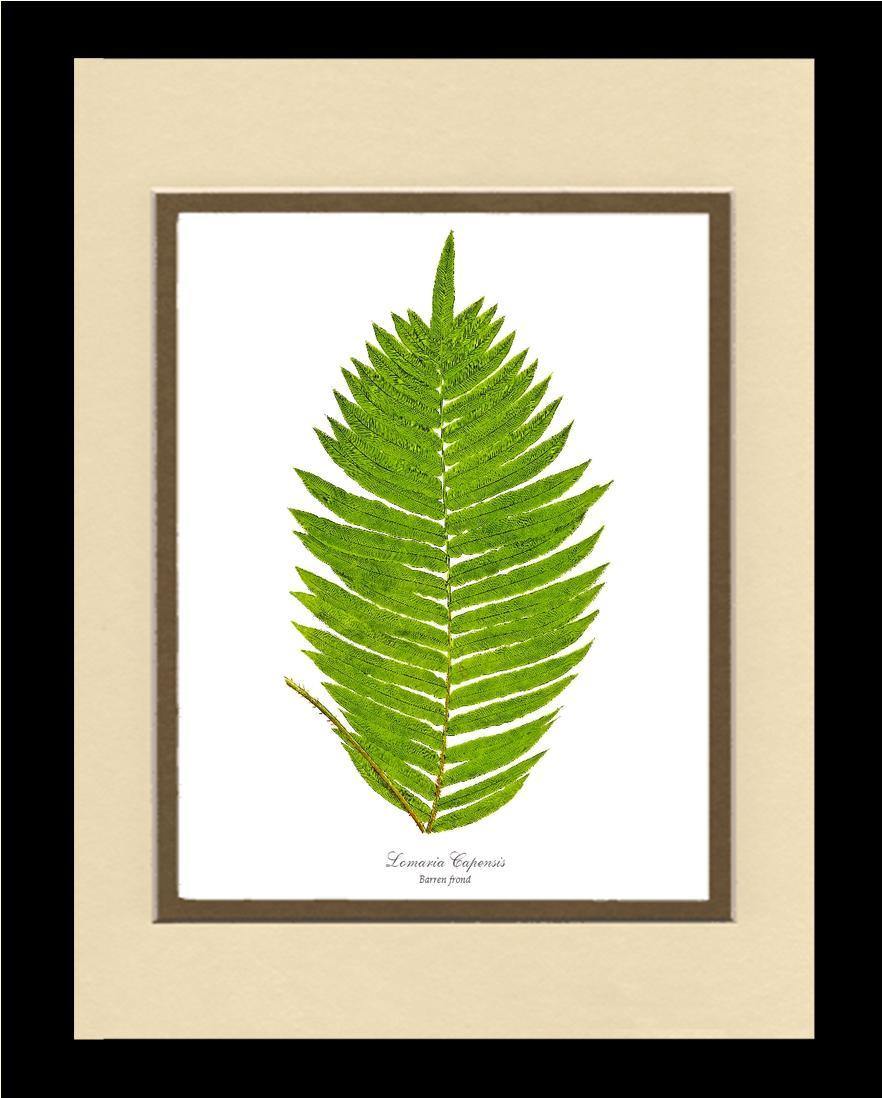 Lomaria capensis-Barren Frond Botanical Wall Art Print-Charting Nature