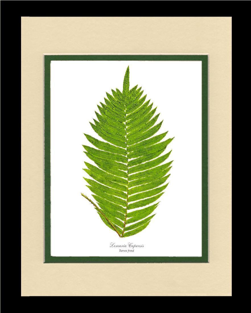 Lomaria capensis-Barren Frond Botanical Wall Art Print-Charting Nature
